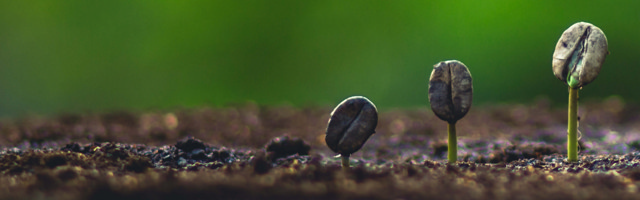 Sprouts of ecological advancements